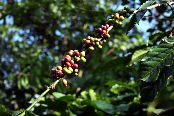 Bund Grüner Und Rötlicher Kaffeebohnen — Stockfoto