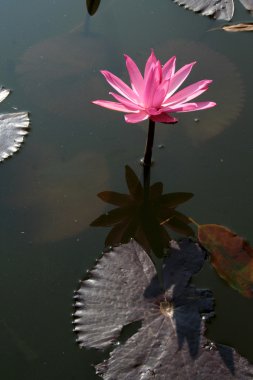 Pembe lotus çiçek bir havuzda