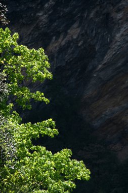 Bir ağacın arkasında gölge karanlık Hill'de karşı tezat parlak yeşil yaprakları