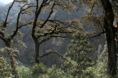 sabah tress yaktı Orman ağacı ile kaplı manzara