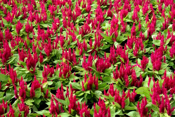 stock image Bed of Red