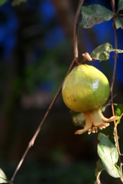 Boom Beladen Met Volledig Growen Granaatappel Fruit — Stockfoto
