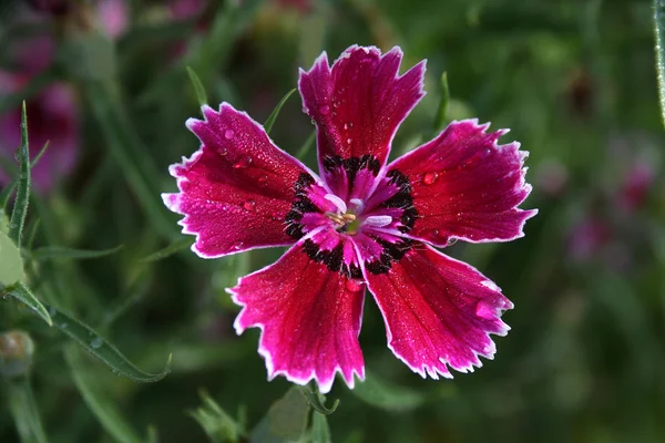Florale Schönheit Mit Auffälliger Farbe Und Regelmäßigen Geometrischen Mustern — Stockfoto