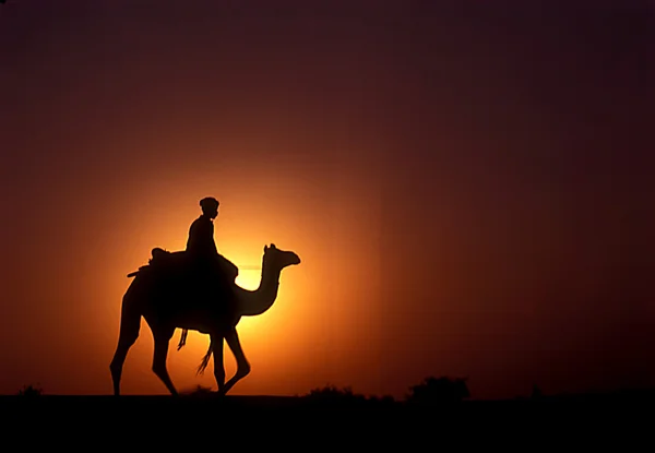 Camel rider bij zonsondergang — Stockfoto