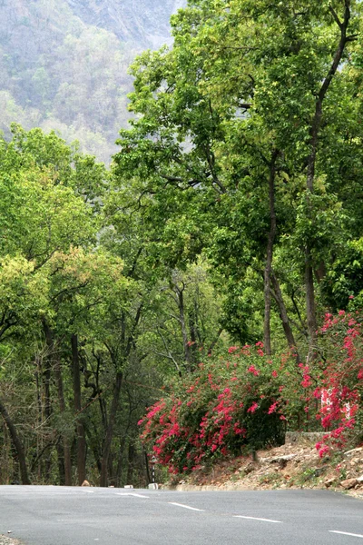 路边的树覆盖着绿色的树叶和粉红色的花朵 — 图库照片