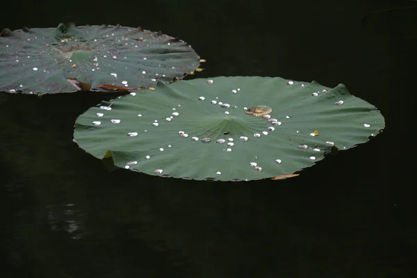 Tautropfen Auf Schwebenden Lotusblättern Erscheinen Wie Silbrige Perlen — Stockfoto