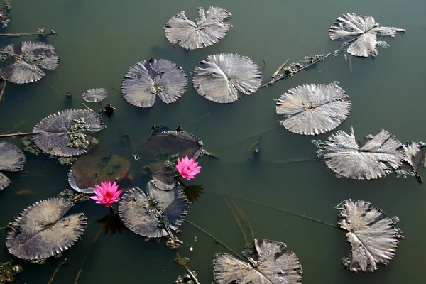 Two Pink Lotuses Floating Leaves Pond — Stock Photo, Image
