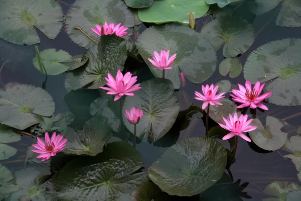 Kluster av rosa lotus — Stockfoto
