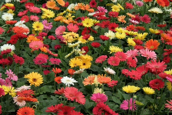 Prachtvolle Blumen — Stockfoto