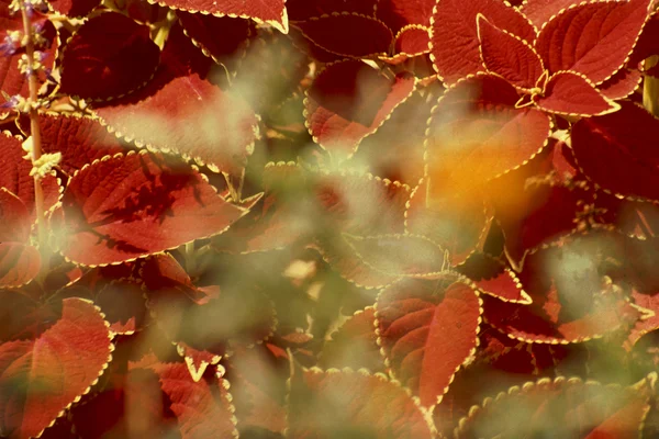 Golden Rimmed Foliage — Stock Photo, Image