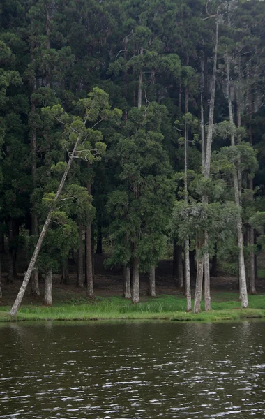 Stromy na břehu řeky — Stock fotografie