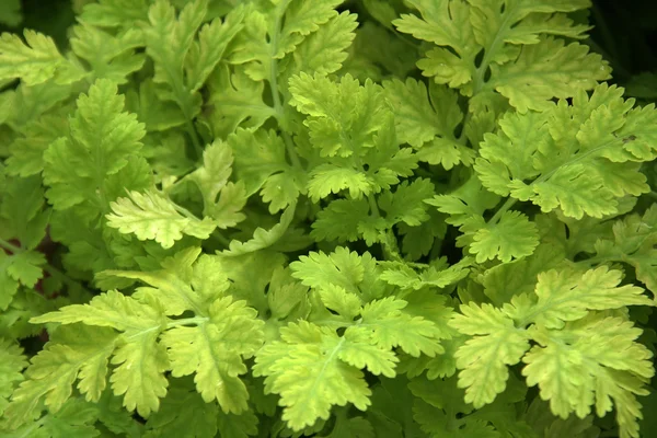 stock image Light Green Foliage