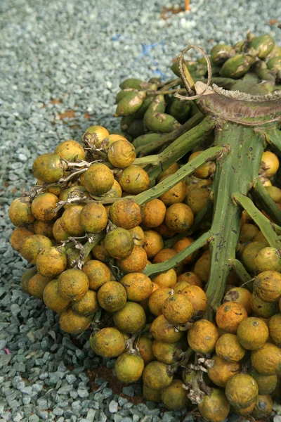 Betel Nut plodin — Stock fotografie