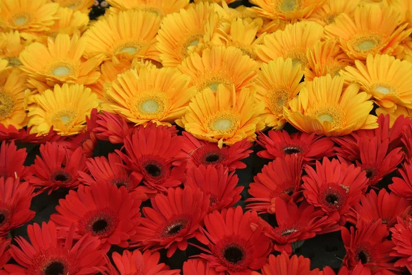 黄色と赤の花 — ストック写真