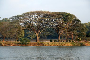 Güzel Treescape