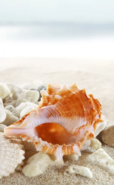 浜辺の貝殻は — ストック写真