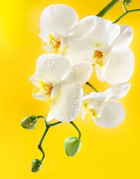 Orchidea bianca — Foto Stock