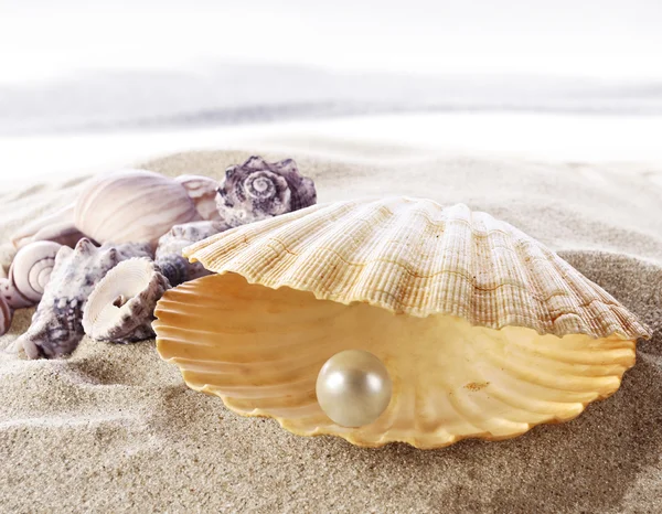 Shell with a pearl — Stock Photo, Image