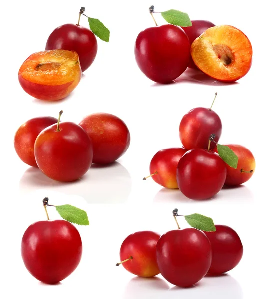 Cherry-plum — Stok Foto