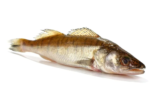 Frischer roher Fisch — Stockfoto