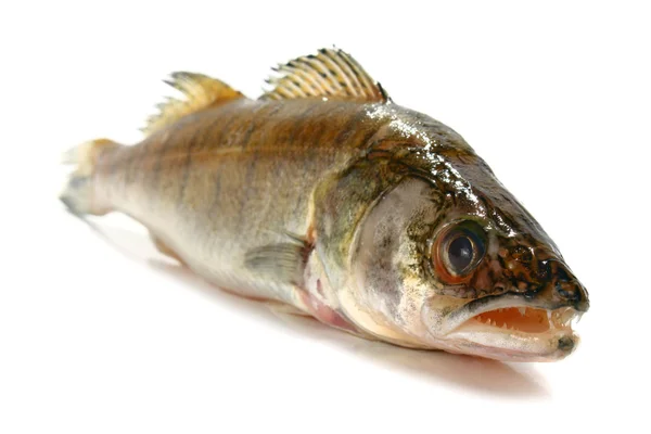 Peixe cru fresco — Fotografia de Stock
