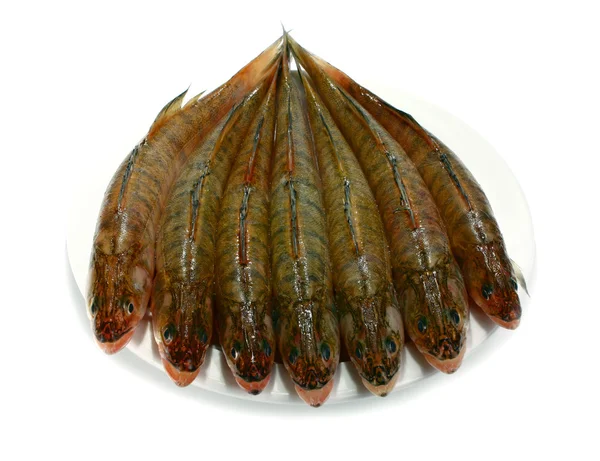 Färsk rå fisk — Stockfoto
