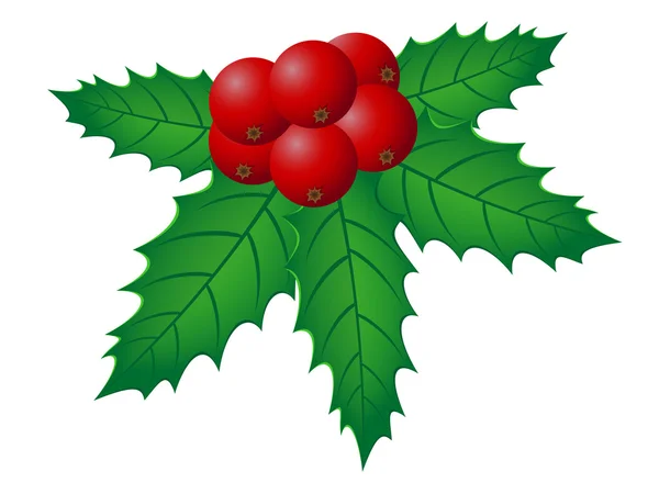 Christmas holly vector illustration — Stock Vector