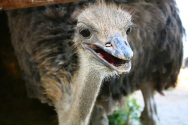 Head of ostrich clipart