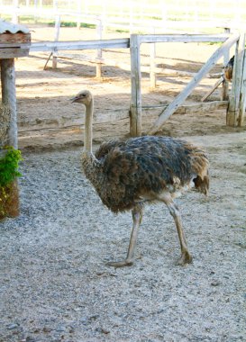 struisvogel op een boerderij