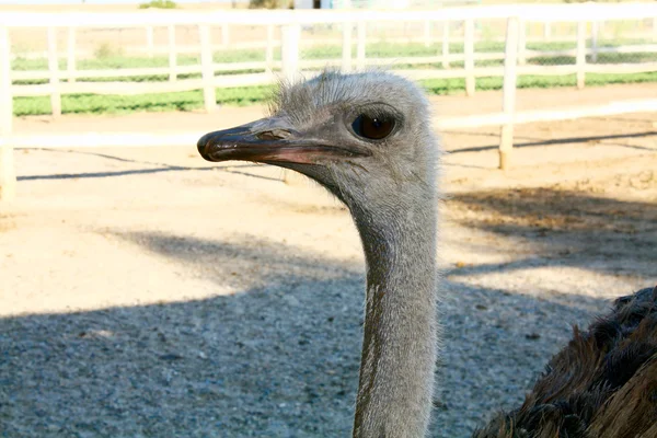 Начальник страуса — стоковое фото