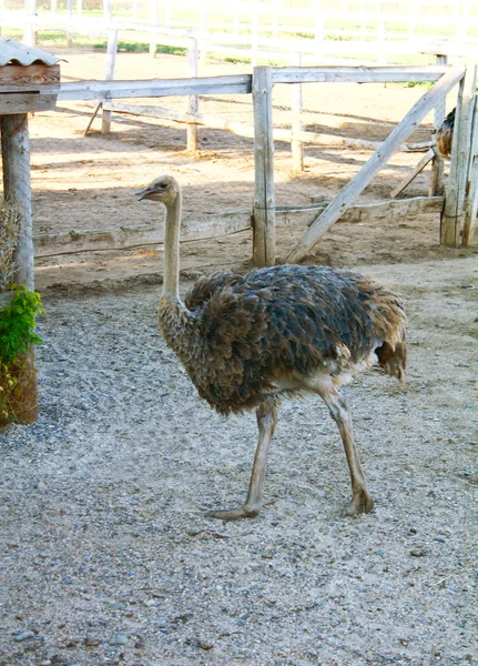 stock image Ostrich on a farm