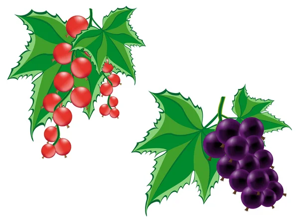 Röda och svarta vinbär — Stock vektor