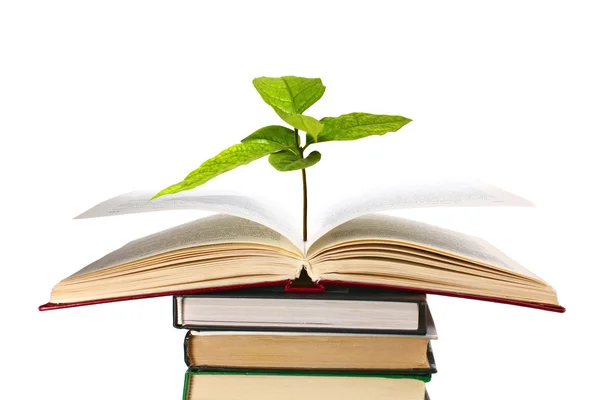 Bücher und Pflanzen — Stockfoto