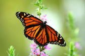 Feeding monarch butterfly