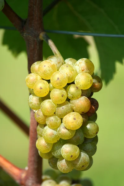 Grüne Chardonnay-Trauben — Stockfoto