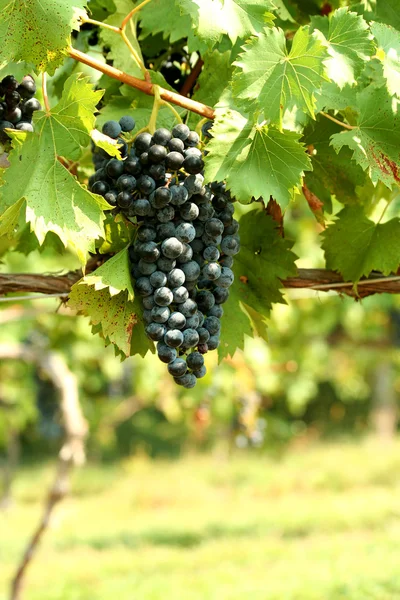 Un grappolo d'uva — Foto Stock