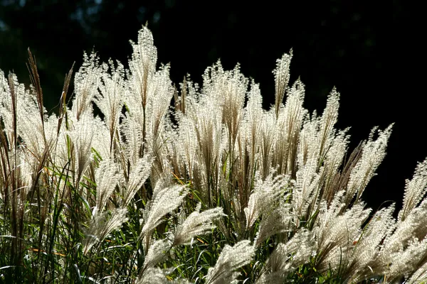 Bakgrundsbelyst hög gräsbevuxen växt — Stockfoto