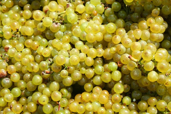 Chardonnay verde fondo uva — Foto Stock