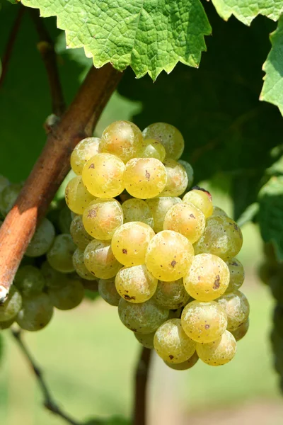 Uvas chardonnay verdes — Foto de Stock
