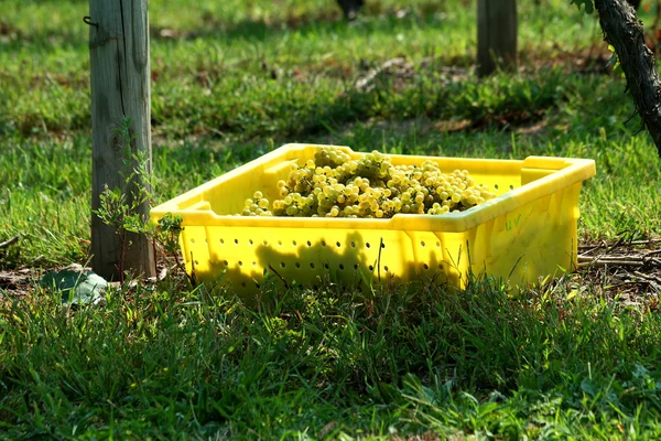 Envase de uvas recién recogidas — Foto de Stock