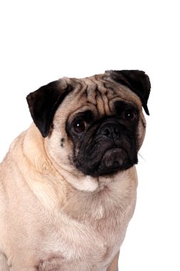 izole pug köpek