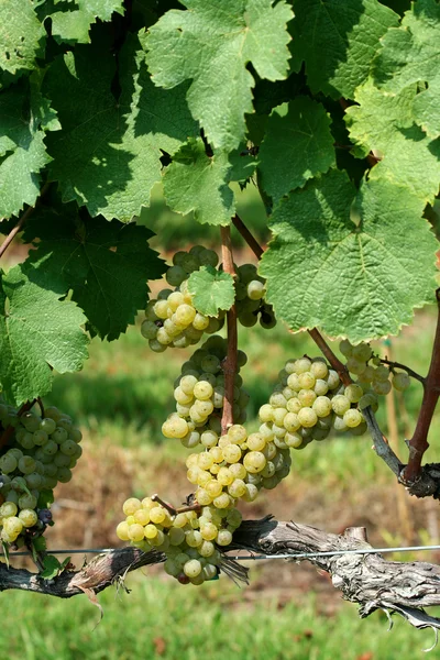Uvas chardonnay verdes —  Fotos de Stock