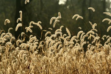 Foxtail weeds clipart