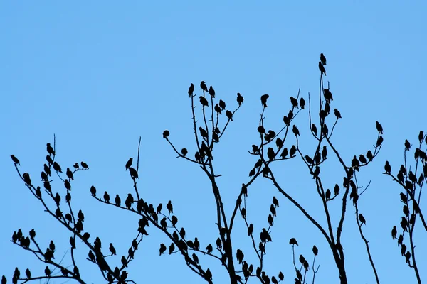 Kuş sürüsü — Stok fotoğraf