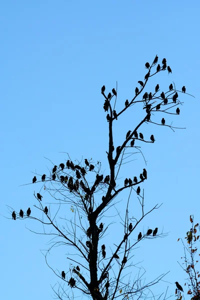 Flock of birds — Stock Photo, Image