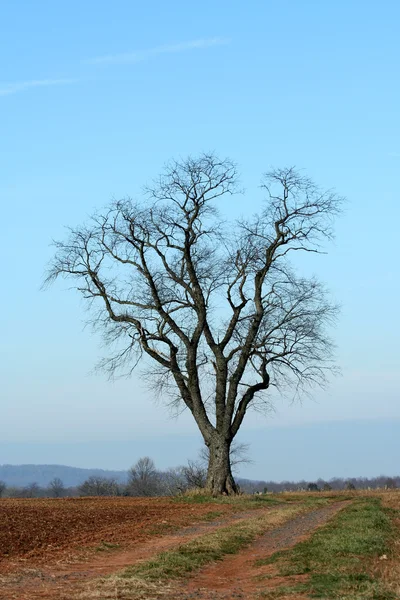 Одиночное дерево в поле — стоковое фото