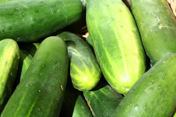 Bunch of cucumbers — Stock Photo, Image