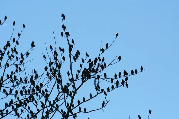 새들의 무리 — 스톡 사진