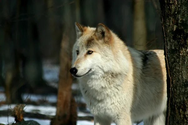 stock image A Wolf in the woods