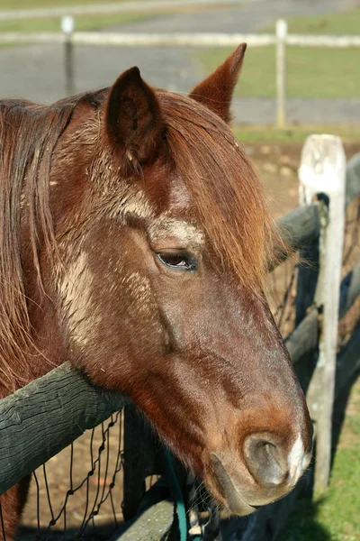 Cavallo di castagno — Foto Stock